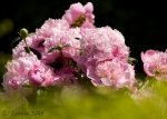 13 Natur